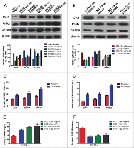 Figure 2. Expression changes of metabolism related proteins were measured by Western blot and enzyme activity assay kits. (A) The expression of proteins involved in KREBS cycle and glycolytic pathway in colorectal cancer cells. The two neighboring columns represent expression of indicated proteins in cancer cell lines co-cultured with CCD-18-co compared to their control groups, respectively. β-actin served as control for normalization. *P< 0.05 vs. corresponding negative respectively, **P < 0.01 versus corresponding negative respectively. (B) The expression of proteins involved in KREBS cycle and glycolytic pathway in CCD-18-co cultured with cancer cells or not. β-actin served as control for normalization. *P < 0.05 vs. negative respectively, **P < 0.01 versus negative respectively. (2C&2D) Analysis of PKM2 and IDH2 activities in 3 tumor cell lines. *P < 0.05 vs. negative respectively, **P < 0.01 versus negative respectively. (2E&2F) Analysis of PKM2 and IDH2 in CCD-18-co cultured alone or co-cultured with tumor cells. *P < 0.01 vs. negative respectively.
