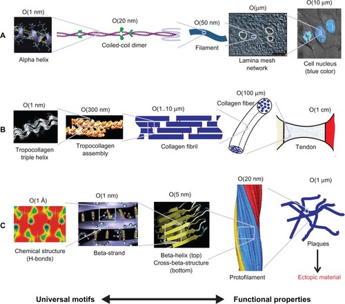 Figure 1 Simple schematics of three example biological protein materials. A) Intermediate filaments, B) collagenous tissues, and C) amyloid proteins revealing their hierarchical makeup, illustrating potential material candidates benefiting from a materiomic perspective. Materiomics focuses on the development of integrated multiscale material models, focused on mechanical behavior at deformation and failure, fundamentally linked to cross-scale interactions from nano to macro. Copyright © 2010. Buehler and Yung. Adapted with permission from Buehler MJ, Yung YC. How protein materials balance strength, robustness and adaptability. HFSP J. 2010;4(1):26–40.Citation5