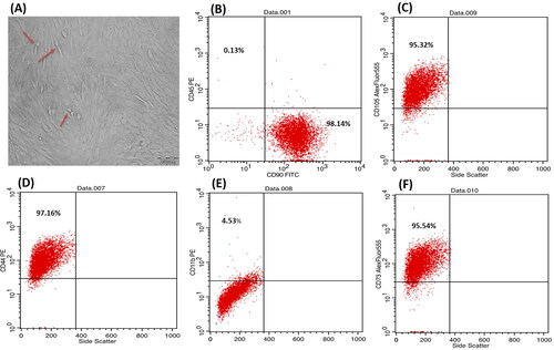 Figure 1. Phase contrast inverted light microscope, morphological characteristics of bone marrow-MSCs showing passage 3, 90% confluent spindle cells, red arrows pointing on proliferating cells (A) at magnification ×200; scale bar represents 200 nm. Flow cytometric analysis of cell-surface markers of bone marrow-MSCs at passage 3 (B–F) showing that 98.14% of the cultured cells expressed the mesenchymal cell marker CD90 cells and were almost negative for the CD45 hematopoietic marker (0.13%) (B), 95.32% for CD105 (C), 97.16% for CD44 (D), 4.5% for hematopoeitic marker CD 11b (E) and 95.54% for CD 73 (F). Upper left quadrant represents the scatter for the cells expressing the CD marker blotted on Y axis, while lower right quadrant represents the scatter for the cells expressing the CD marker blotted on X axis.