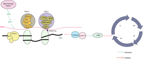Figure 3 Mechanism of lncRNA ANRIL-mediated regulation of the INK4 locus. LncRNA ANRIL binds to the INK4 locus and interacts specifically with SUZ12 in the PRC2 complex and with CBX7 in the PRC1 complex. ANRIL suppresses the INK4 locus by recognizing H3K27me3 and CBX7, and inhibits p15 transcription with SUZ12. E2F1 transcriptionally activates ANRIL in an ATM-dependent manner and participates in DNA repair. After DNA repair, ANRIL promoted cell growth and re-enters the cell cycle by repressing the INK4 locus.Citation88,Citation89