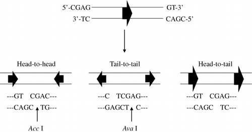 Figure 1. Construction of pGEX-Acc and pGEX-hβ-tubulin-C9. The pGEX-Acc vector was constructed by insertion of a synthetic oligonucleotide linker into the BamHI and EcoRI sites of pGEX-KT. pGEX-hβ-tubulin-C9 vector for expression of the target peptide was constructed by ligation of the repetitively linked target sequence to a pGEX-Acc vector that had been digested with the AccI restriction enzyme.