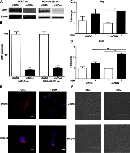 Figure 3 Reduced CD44 expression does not abrogate OSM-induced EMT in ER+ cells (A) Both MCF-7 luc-shCD44 and MDA-MB-231 luc-shCD44 cells show knockdown of CD44 protein expression compared to non-targeting control (shNTC) cells by Western blot analysis, and quantification in (B). MCF7 luc-shNTC and shCD44 cells were treated with OSM (25 ng/mL) for one hour, and qPCR analysis for Slug and Snail was performed. Knockdown of CD44 expression did not decrease OSM-induced Slug (C), or Snail (D) in these cells (n.s. = no significance, *p<0.05, **P<0.005, ***P<0.001, One way Anova). (E) MCF7 luc-shNTC and shCD44 cells were treated with OSM (25 ng/mL) for 72 hrs, and E-cadherin was observed via immunofluorescence (20x magnification, scale bar-20 nm). (F) MCF7 luc-shNTC and shCD44 cells were treated with OSM (25 ng/mL) for 72 hrs to observe EMT morphology by phase contrast images (20x magnification, scale bar-100 µm).