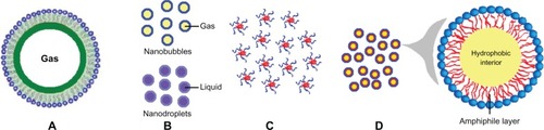 Figure 1 Schematic illustration of various ultrasound-responsive drug delivery systems. (A) Microbubbles, (B) nanobubbles and nanodroplets, (C) polymeric micelles, and (D) microemulsions.