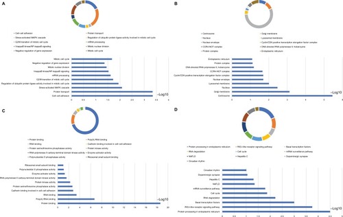 Figure 9 Analysis of GO terms that are enriched and KEGG pathways for DCTN4 and the linked COAD gene cohort of TCGA obtained using DAVID.Notes: Outcomes of GO analysis of functional enrichment: (A) BP outcomes; (B) CC outcomes; (C) MF outcomes; (D) KEGG outcomes. *P<0.001.Abbreviations: BP, biological process; CC, cellular component; CDK, cyclin-dependent kinase; COAD, colon adenocarcinoma; DAVID, Database for Annotation, Visualization, and Integrated Discovery; DCTN, dynactin; GO, gene ontology; KEGG, Kyoto Encyclopedia of Genes and Genomes; MAPK, mitogen-activated protein kinase; MF, molecular functionality; NAFLD, nonalcoholic fatty liver disease; NF, nuclear factor; RIG-I-like receptor, retinoic acid-inducible gene-I-like receptor; TCGA, The Cancer Genome Atlas.