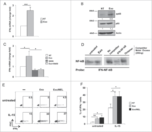 Figure 5. MM cell-derived exosomes stimulate IFNγ production through a mechanism mediated by NF-kB pathway. (A) NK cells were incubated for 48 h with 20 μg/mL of SKO-007(J3)-derived exosomes. Real-time PCR analysis of IFNγ mRNA. Data, expressed as fold change units, were normalized with β-actin and referred to the untreated cells considered as calibrator. Values reported represent the mean of six independent experiments ± SEM. (B) NK cells were incubated with 20 μg/mL of SKO-007(J3)-derived exosomes as described in A. Western blot analysis was performed on total cell lysates using p65, phospho-p65 (p-p65) and β-actin Abs. Numbers beneath each line represent quantification of p-p65 and p65 by densitometry normalized with β-actin. (C) NK cells were pretreated for 1 h with the NF-kB inhibitor, SN50 (15 µM), and then incubated with 20 μg/mL of SKO-007(J3)-derived exosomes for 48 h. Real-time PCR analysis of IFNγ mRNA was performed as described in panel (A). The mean of three independent experiments is shown. (D) Nuclear extracts were prepared from NK cells untreated or treated with MM-derived exosomes, and analyzed by EMSA. The nuclear extract derived from NK cells treated with MM exosomes was used for competition with unlabelled probes as indicated in the right panel. (E) NK cells were cultured with 20 μg/mL of SKO-007(J3) cells-derived exosomes in the presence of IL-15 (50 ng/mL). After 24 h, BFA (5 µg/mL) was added and left for additional 24 h. Intracellular IFNγ expression was evaluated by immunofluorescence and FACS analysis. Numbers represent the percentage of IFNγ+ NK cells. One representative experiment is shown. (F) Data were represented as mean values of the percentage of IFNγ+ cells of seven independent experiments ± SEM.
