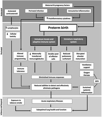 Figure 1. Schematic diagram showing pathways whereby exposure to perinatal and early postnatal influences associated with preterm birth may result in diminished immune responses and increased susceptibility to acute respiratory infection and thereby, increased vulnerability to suboptimal lung health and function later in life.
