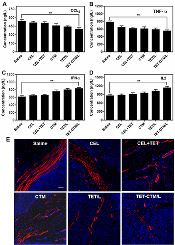 Figure 7 Normalization of tumor microenvironment. (A) CCL2 (B) TNF-α (C) IFN-γ (D) IL-2 in serum of various celastrol treatments (n = 5, ± s) (**p <0.01) (E) α-SMA Assay. Fluorescence images of tumor section stained with anti-α-SMA primary antibody. The red represents the CAFs and the blue represents nucleus. The bar is 50 μm.