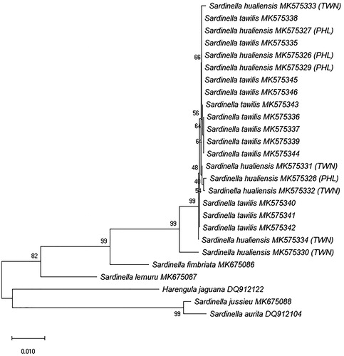Figure 2. Unrooted neighbour-joining tree using Kimura 2-Parameter (K2P) genetic distances of 26 RAG1 sequences from six Sardinella species and outgroup Harengula jaguana. Bootstrap values based on 1000 replicates are shown at nodes. The S. tawilis and S. hualiensis sequences were generated from this study while the outgroup was downloaded from GenBank with designated accession numbers. Scale bar represents one nucleotide change per 100 nucleotides. PHL: Philippines; TWN: Taiwan.