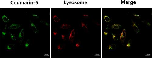 Figure 7 Intracellular localization measurement of TAT-TSL-TMZ/IR820 liposomes in MV3 cells. Scale bar, 20 µm.