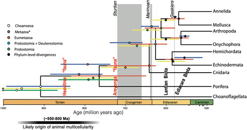 Figure 3. Estimated origin of metazoan evolution (950–800 Ma) from molecular studies (modified from Sperling & Stockey, Citation2018). Timing of pre-Ediacaran ‘faunas’ from the Amadeus Basin in red.