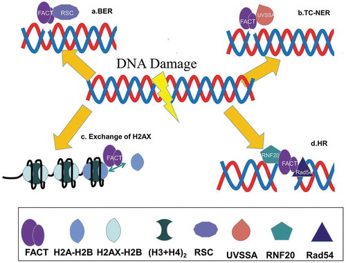 Figure 3. The role of FACT in DNA damage repair. (a) FACT and RSC work together to promote DNA damage repair during the initial steps of the base excision repair process. (b) FACT acts as an early factor in UV-induced DNA damage and recruits UVSSA during the transcription-coupled nucleotide excision repair (TC-NER) process. (c) FACT participates in the exchange of histone variant H2A.X with conventional H2A during the DDSB repair process. (d) FACT promotes the homologous recombination repair process