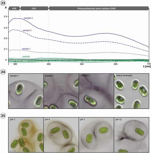 Figs 23–25. UV-VIS absorbance of pigmented and non-pigmented mucilage of Serritaenia testaceovaginata (strain GSM.5.thin), microscopic appearance of the sampled spots, and pH-dependent colour changes of pigmented mucilage. Fig. 23. Absorbance spectra of pigmented mucilage (violet lines; samples 1–3) and non-pigmented mucilage (green lines, 15 samples) determined by microspectrophotometry. Fig. 24. Brightfield micrographs displaying the spots (dashed squares, 15×15 µm) analysed for samples 1–3 shown in (23) as well as a representative sampling spot in non-pigmented mucilage. Fig. 25. Colour of pigmented mucilage of S. testaceovaginata (strain GSM.5.thin) at different pH values. Scale bar: 20 µm.