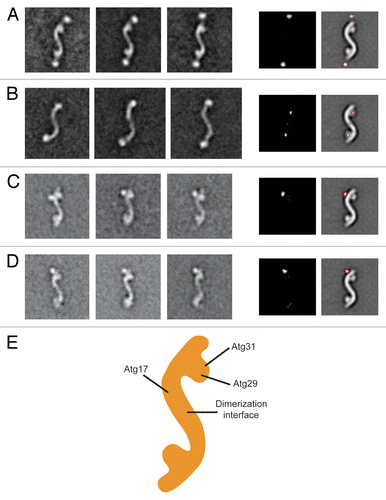 Figure 2. Subunit organization of the Atg17-Atg31-Atg29 complex. (A) Localization of Atg17. The left panels are representative class averages of negatively-stained His-MBP-tagged Atg17-Atg31-Atg29 (side length: 59 nm). The middle panel is a difference image generated from subtracting the untagged Atg17-Atg31-Atg29 average from the first His-MBP-tagged Atg17-Atg31-Atg29 average. The right panel depicts difference densities with respect to untagged Atg17-Atg31-Atg29. (B) Overall architecture of Atg17. The left panels show averages of negatively-stained His-MBP-tagged Atg17 that have similar overall shapes as Atg17-Atg31-Atg29. Side length of each panel is 64 nm. Difference image (middle panel), and positions of the difference densities (right panel) show that the terminal circular domains are composed of Atg29 and Atg31. (C) Representative class averages of negatively-stained Atg17-Atg31-Atg29 containing C-terminal GFP-tagged Atg29 (left 3 panels). Localizing the GFP density by difference mapping (middle and right panels). (D) Representative class averages of negatively-stained Atg17-Atg31-Atg29 containing C-terminal GFP-tagged Atg31 (left 3 panels). Localizing the GFP density by difference mapping (middle and right panels). (E) Subunit organization map of Atg17-Atg31-Atg29 with labels depicting the positions of the three subunits.