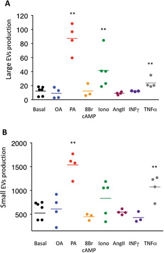 Figure 6. Large extracellular vesicle (lEV) and small extracellular vesicle (sEV) secretion following exposure to external stimuli. (A,B) Nanoparticle tracking analysis quantification of lEV (A) and sEV (B) secretion following 24 h treatment of 3T3-L1 matures adipocytes in serum-deprived conditions with the following stimuli: bovine serum albumin-conjugated oleic or palmitic acid (OA or PA, 500 µM each), 8-bromoadenosine 3’,5’-cyclic monophosphate (8-Br-cAMP) (1 µM), ionomycin (Iono, 1.5 µM), angiotensin II (AngII, 10 nM), interferon-γ (INFγ, 100 U/mL corresponding to 5 ng/mL and tumour necrosis factor-α (TNFα, 10ng/mL. Extracellular vesicles secreted per adipocyte are represented as dot plots and calculated from three to five independent experiments. *p < 0.05, **p < 0.01 (Mann–Whitney rank test).