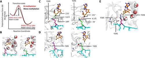 Figure 5. PKMTs transfer a defined number of methyl groups to their lysine target (pink, sticks). A| Schematic representation of a free energy profile showing a possible first methyl transfer (black line) and an energetically unfavorable second transfer (red line). B| Restricted second methylation because of a disrupted water channel and blocked lysine deprotonation of monomethylated target lysine (green, sticks, PDB 1XQH). C| The SN2 TS cannot be adopted if a monomethyl substrate is present. D| The F/Y-switch position controls the product specificity of certain PKMTs. Phenylalanine (white, sticks) provides more space in the active site allowing to accommodate a dimethyl product (pinks, sticks), while the additional hydroxyl group of a tyrosine leads to sterical clashes preventing formation of the dimethylated product. E| Position of the tyrosine residues 245, 305, 335 in the SET7/9 active site discussed in the main text.