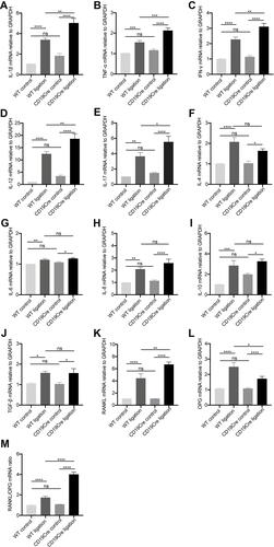 Figure 2 Gingival mRNA expression of inflammatory cytokines IL-1β (A), TNF-α (B), IFN-γ (C), IL-12 (D), IL-17 (E), IL-4 (F), IL-6 (G), IL-8 (H), IL-10 (I), and TGF-β (J), RANKL (K) and OPG (L), and the ratio of RANKL and OPG (M). Data are represented as mRNA fold change relative to the WT control group and shown as the mean ± standard error of the mean (n = 8 per group). *P < 0.05, **P < 0.01, ***P < 0.001, ****P < 0.0001, ns no significance (one-way ANOVA).