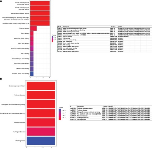 Figure 5 Determination of soft-thresholding power in WGCNA.Notes: (A) GO enrichment analysis of module rank 1, (B) KEGG analysis of module rank 1.Abbreviations: GO, gene ontology; KEGG, Kyoto Encyclopedia of Genes and Genomes; WGCNA, Weighted Gene Expression Network Analysis.