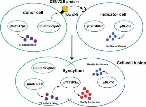 Figure 2. Schema of luciferase-based cell–cell fusion assay.