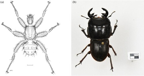 Figure 3. (a) Dorsal drawing of male Mystacinobia zelandica Holloway. Artist: D. W. Helmore. Scale bars represent 1 mm. High resolution images obtained from Wikimedia Commons, CC BY 4.0. (b) Male Geodorcus helmsi collected from Sayer’s Bay, Stewart Island by Anthony Harris in 1976. Specimen deposited in Insect Collection of the Otago Museum. Photograph by On Lee Lau © Otago Museum.