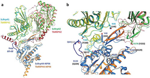 Figure 7. Superposition of TbRRP44-NPIN, TbRRP41 and TbRRP41 models and the yeast exosome subunits counterparts ScRrp44 (NPIN domain), ScRrp41 and ScRrp42 (PDB 4IFD, channel route conformation). (a) Overall structure of the assembly. The proteins are identified with different colors. The loop formed by residues 60–68 in ScRrp44 is highlighted in dark blue. TbRRP42 C-terminal extension (dark red) collides with TbRRP44-NPIN according to the structural prediction. (b) Detail of the subunits interface. TbRRP42 C-terminal was omitted for clarity. ScRrp44 side chains involved in intermolecular hydrogen bonds and salt bridges which are not conserved in TbRRP44-NPIN are shown in sticks and labeled. Substitutions in TbRRP44 are indicated in parenthesis.