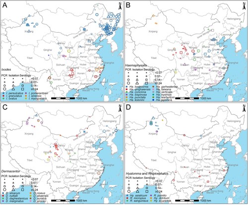 Figure 3. Distribution of the positive rate of Borrelia burgdorferi sensu lato detected in different tick species in China during 1986–2020. The quartiles of PCR positive rate in ticks were used to truncate the data. (A) Ixodes (I.). (B) Haemaphysalis (Ha.). (C) Dermacentor (D.). (D) Hyalomma (Hy.) and Rhipicephalus (R.). *The blue, red, and green asterisks represent I. crenulatus, I. kuntzi and Ha. nepalensis, respectively, and their positive rates were not calculated because the number of samples tested was less than 10.