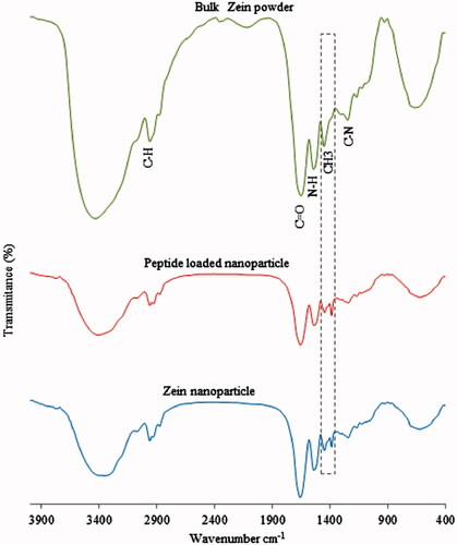 Figure 4. FTIR spectrum of bulk Zein powder, peptide-loaded and blank Zein nanoparticles.