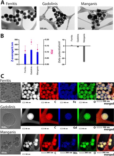 Figure 1. Characterization of Ferritis, Gadolinis and Manganis nanoparticles. (A) TEM images of each type of nanoparticles. (B) DLS characterization of Z-average, PDI (polydispersity index) and zeta potential. All measurements were performed in triplicates, and data are presented as mean ± SD. (C) EDS images displaying metal distribution (Fe, Gd or Mn) throughout the nanoparticles.
