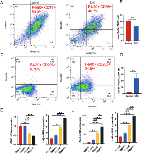 Figure 5 The effect of DPSC-EXO on the polarization phenotype of macrophages. (A) Flow cytometry showed that compared with the control group (59.0%), the number of F4/80+CD86+ cells (46.7%) in the EXO group decreased significantly. (B) Quantitative analysis of F4/80+CD86+ cells (C) In the EXO group, F4/80+CD206+ cells (24.6%) were significantly higher than those in the control group (0.76%). (D) Quantitative analysis of F4/80+CD206+ cells (E) qRT‒PCR showed that the mRNA expression of CD86 and IL-1β, polarizing markers of M1 macrophages, decreased with DPSC-EXO treatment. (F) The mRNA expression of Arg1 and IL-10, polarizing markers of M2 macrophages, were significantly increased with DPSC-EXO treatment. (*p<0.05, **p<0.01, ***p<0.001, ****p<0.0001, n=3).