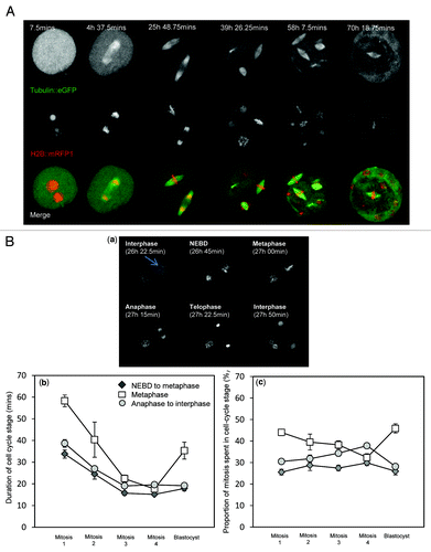 Figure 1. Continuous 4D time-lapse imaging of embryo development for analysis of mitosis. (A) Example of an embryo progressing from the one-cell stage through to blastocyst. Images shown are of the same embryo at the times stated. Images are maximum intensity z-projections of all 51 z-plane acquisitions. The example shown is from a 3.75 min acquisition data set. (B) Use of the data sets to record mitotic cell cycle stage duration throughout pre-implantation development. (a) shows an example of a blastomere from a two-cell embryo progressing through mitosis. The headings describe the stage of the cell cycle of the cell indicated by an arrow. Metaphase is defined here as the time from the establishment of a coherent metaphase plate until the onset of anaphase. (b) shows average durations of the three major phases of mitosis. Note the progressive shortening of cell cycle stage durations during the first several cell cycles. Note also subsequent increase in the duration of metaphase that occurs in blastocysts. (c) shows the same data expressed as a proportion of mitosis attributable to each cell cycle stage; 13 to 39 embryos were analyzed per developmental stage. Error bars indicate SEM.
