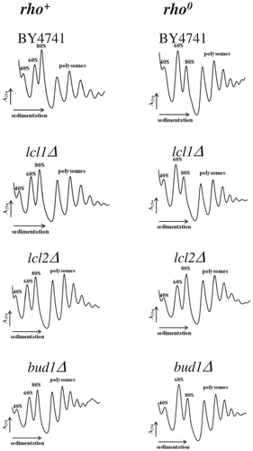 Figure 7. Polysome profile analyses using equal numbers of cells. The positions of individual ribosomal subunits are indicated in all graphs. More details about the polysome profile are available on supplementary data 3