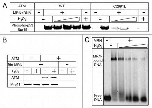 Figure 2 ATM-dependent DNA damage responses in the presence of oxidative stress. (A) Oxidative activation of ATM complements the loss of MRN/DSBs-dependent activation. Kinase assays with ATM wild-type or C2991L were performed as described in reference Citation29, in the presence of various amounts of H2O2 (0.27, 0.81 and 2.4 mM). (B) H2O2 does not affect MRN binding to ATM. Biotinylated MRN was incubated with ATM in the presence or absence of H2O2 (0.5 mM). MRN was isolated with streptavidin beads and analyzed by western blotting for Mre11 and ATM as indicated. (C) H2O2 inhibits MRN binding to linear DNA in a gel shift assay. Purified MRN was incubated with various amounts of H2O2 (34.4, 68.8, 137.5, 275 µM) before binding to a Cy5-labeled 41 bp dsDNA substrate (37°C, 10 minutes). The binding reaction was resolved on an agarose gel (0.7%, 0.5x TBE) and visualized for Cy5 fluorescence.