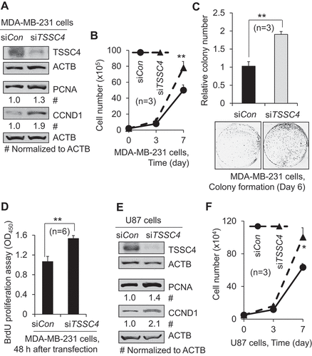 Figure 1. Knockdown of TSSC4 promoted cancer cell growth. (A–D) Knockdown of TSSC4 increased cell growth in MDA-MB-231 cells. (E–F) Knockdown of TSSC4 increased cell growth in U87 cells. (A, E) Knockdown of TSSC4 by siRNA and expression of the proliferation markers PCNA and CCND1 were demonstrated by western blot. ACTB (actin beta) was used as a loading control (the same hereafter). (B, F) Cell growth was measured by counting the numbers of cells. (C) Cell growth was measured by counting the numbers of colonies formed by individual cells with example images of colonies shown. (D) Cell proliferation was measured by BrdU incorporation assay (OD450). The statistical significance is defined as: *p < 0.05, **p < 0.01, ***p < 0.001. Error bar stands for standard deviation (SD) (the same hereafter).