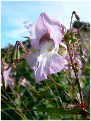 Figure 2. Himalayan balsam is typical exotic, invasive species in recombinant urban forests in Britain (Image © Ian D. Rotherham).