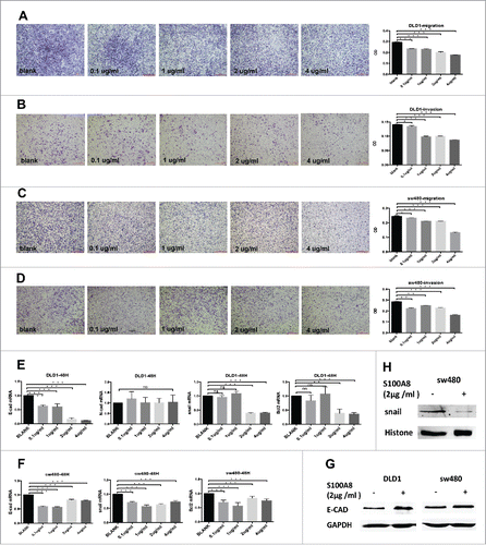 Figure 3. Migration and invasion of DLD1 and sw480 cells within graded concentrations of recombinant S100A8 treatment (A-D, 4×), scale bar: 500μm. mRNA expression of E-CAD, N-CAD, SNAIL and BCL2 in DLD1 and sw480 cells after rhS100A8 treatment (E and F). Protein levels of E-CAD, SNAIL in DLD1 and sw480 cells after rhS100A8 treatment (G and H).