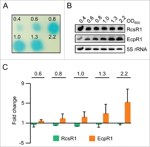 Figure 1. The level of the sRNA RcsR1 (SmelC587) remains constant during growth. (A) Changes in the level of AHLs during growth of S. meliloti Sm2B3001, an expR+ derivative of strain 2011. Culture samples were withdrawn at the indicated OD600 between 0.4 and 2.2. AHLs were extracted from the supernatants of the samples and detected using a A. tumefaciens NTL4 reporter strain expressing β-galactosidase under the control of a QS-responsive promoter.Citation49 Shown is the result of a representative experiment. (B) Northern blot analysis of total RNA from the culture samples used for AHL extraction in A). Hybridization was performed with probes specific for RcsR1, EcpR1 and the loading control 5S rRNA. Indicated are the ODs at which the samples were analyzed and the detected RNAs. (C) Quantification of Northern blot signals. For calculation RcsR1 and EcpR1 signal intensities were normalized to 5S rRNA signal intensities. Normalized signal intensities at OD600 of 0.4 were set to 1 and fold changes at the indicated ODs were calculated. The graph shows results from 2 independent experiments with technical duplicates (means and error bars depicting the standard deviation). Representative Northern blots are shown in panel B).