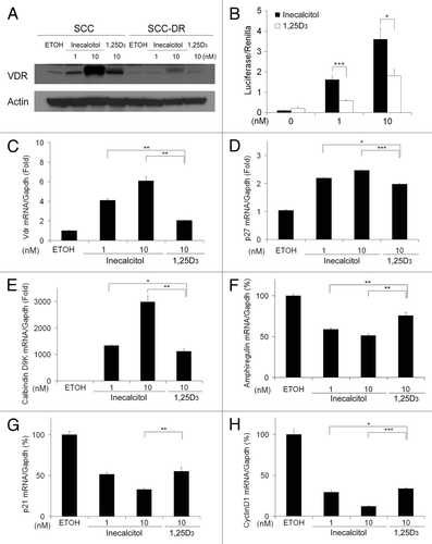 Figure 1. Inecalcitol induces stronger transcriptional activity than 1,25D3 in SCC cells. (A) SCC or SCC-DR cells were treated with vehicle control EtOH, 1 or 10 nM inecalcitol, or 10 nM 1,25D3 for 48 h. VDR expression was assessed by immunoblot analysis. Actin was the loading control. Results are representative of two independent experiments. (B) 72 h of treatment with inecalcitol induces higher VDR-mediated transcription of the CYP24A1 promoter compared with induction with 1,25D3. Results were normalized to renilla activity as a control for infection. (C–H) SCC cells were treated with EtOH, 1 or 10 nM inecalcitol, or 10 nM 1,25D3 for 24 h unless specified otherwise. mRNA expression of VDR target genes vdr (C), 16 h treatment, p27 (D), 6 h treatment, calbindin D9K (E), amphiregulin (F), p21 (G) and cyclin D1 (H) were assessed by real-time PCR and normalized to mouse gapdh. Results are representative of two independent experiments. *, p < 0.05; **, p < 0.01; ***, p < 0.001.