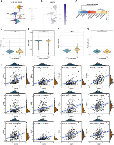 Figure 5 High CD276 expression is associated with indicated immunosuppression in HCC. (A) Expression pattern of CD276 in the tumor microenvironment at single-cell revolution, and cells were clustered and annotated using the TISCH database. (B) Expression of CD276 in these cells. The intensity of the red color is positively correlated with CD276 expression level. (C) Correlations between CD276 expression and various tumor signatures. (D–G) TIDE score, MSI score, T cell exclusion and T cell dysfunction in the CD276-high and CD276-low groups. (H) Correlations between the expression of CD276 and immune checkpoints (PDCD1, CD274, PDCD1LG2, HAVCR2, TIGIT, LAG3, and CTLA4) and M2 macrophage markers (CD163, CD209, IL10, VSIG4, and MS4A4A).