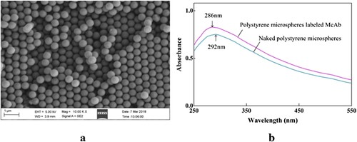 Figure 3. Particle size and appearance of fluorescent microspheres (a) and characteristic absorption peaks of fluorescent microspheres before and after labelling to McAb (b).