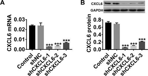 Figure 3. CXCL6 knockdown in HBMECs by lentiviral infection. HBMECs were infected with shNC/shCXCL6 (shCXCL-1, shCXCL6-2, and shCXCL6-3) lentivirus, with medium-treated HBMECs serving as the control. (a and b) The efficiency of shCXCL6-1, shCXCL6-2, and shCXCL6-3 in regulating CXCL6 in HBMECs was determined by RT-PCR and western blotting. Data are expressed as mean ± SD with three repeated experiments.***P < .001 compared with shNC