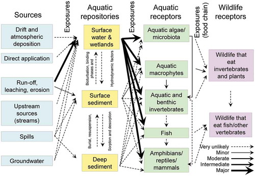 Figure 10. Pathways of exposure for aquatic and wildlife receptors in aquatic ecosystems. Arrows represent potential pathways of exposure for atrazine and the weight of the arrow indicates relative importance (see legend)