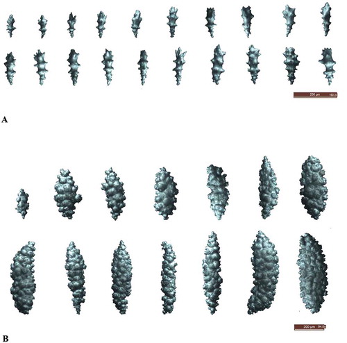 Figure 3. A, sclerites from stalk exterior; B, sclerites from coenenchyme of stalk.