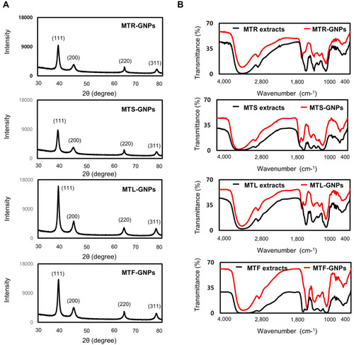 Figure 4 Photocatalytic properties of MTR-, MTS-, MTL-, and MTF-GNPs.Notes: UV-Vis spectra of (A) methylene blue and (B) rhodamine B on addition of MTR-, MTS-, MTL-, and MTF-GNPs. Control is non-treated group.Abbreviations: UV-Vis, ultraviolet-visible; MTR-, MTS-, MTL-, and MTF-GNPs, Maclura tricuspidata root-, stem-, leaf-, and fruit-extract-gold nanoparticles, respectively.