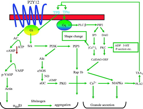 Figure 4. The possible signal pathways for RC antiplatelet function.