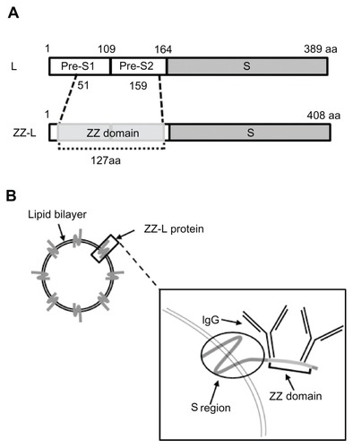 Figure 1 Schematic representation of ZZ-BNCs. (A) Molecular organizations of HBsAg L protein (upper) and ZZ-L protein (lower). The numbers indicate amino acid residues (aa) at domain borders. (B) Structure of approximately 50-nm diameter ZZ-BNCs. Approximately 120 molecules of ZZ-L protein are embedded in a liposome by integration of their S regions into the lipid bilayer. Two IgGs potentially associate with the ZZ domain, which is displayed on the surface of ZZ-BNCs.Abbreviations: HBsAg, hepatitis B virus surface antigens; ZZ-BNC, BNC displaying ZZ domains; IgG, immunoglobulin G.