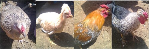 Figure 6. Plumage color of indigenous chickens of Eastern Amhara, Ethiopia (Getu et al. Citation2014). These chickens were studied from three districts (Ziqualla from Sekota zone, Teneta and Jamma from South Wollo Zone) of Eastern Amhara region. The altitude of the districts ranges from 500 to 3500 meter above sea level with annual rainfall of 500 to 1700 mm and temperature ranging from 15 to 40 °C. In the study, chickens were studied from dryland to highland elevations with huge diversity of natural habitats and various climatic conditions.