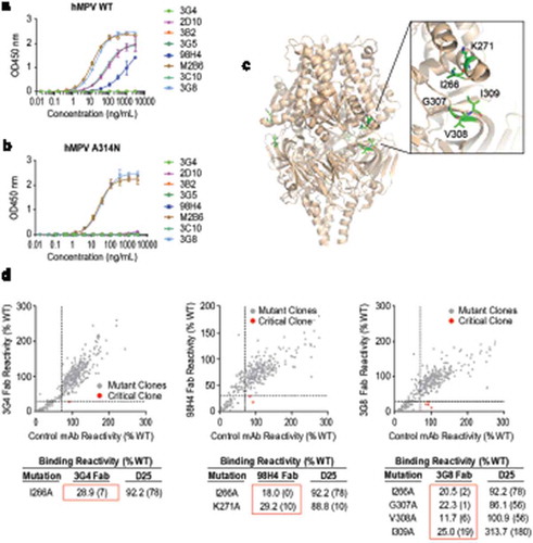 Figure 2. Characterization of site III mAbs with different binding and neutralization modes to hMPV. (a, b) ELISA binding of site III mAbs to wild-type hMPV-B F antigen and the A314N mutant. Error bars represent the standard deviation of experiment duplicates. (c, d) Critical residues for binding of 3G4, 98H4, and 3G8 mAbs to RSV PreF antigen, determined by alanine scanning library. For each experiment, HEK293T cells expressing the RSV F mutation library were tested for immunoreactivity with mAb of interest, measured on an Intellicyt high-throughput flow cytometer. Clones with reactivity of <30% relative to that of wildtype RSV F (horizontal line) yet >70% reactivity for a control mAb (vertical line) were initially identified to be critical residues for mAb binding (red dots), and were verified using algorithms described elsewhere.Citation52 The mean binding reactivities (and ranges) are shown in the tables. The critical residues are visualized on RSV PreF structure.Citation28.