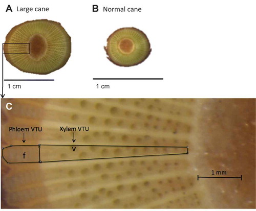 Figure 2. Cross section of internode cane tissues with large and normal sizes in Cabernet franc grapevines collected on 23 Nov. 2015: (A) large cane (3× magnification), (B) normal cane (3× magnification), and (C) large cane (200× magnification). The solid lines delineate the boundaries of a vascular transport unit (VTU), which consists of a phloem VTU and xylem VTU. The letters “v” and “f” indicate xylem vessel and phloem fiber, respectively.