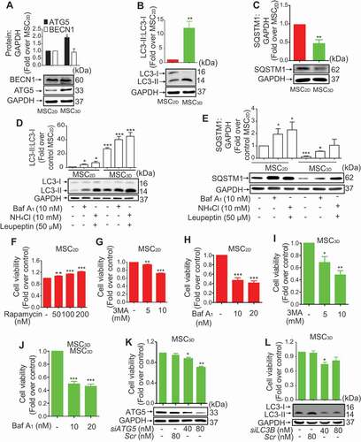 Figure 4. Role of autophagy induction in higher survival rate of MSCs. (A, B, and C) Basal protein expression levels of the genes related to autophagy in MSC2D and MSC3D were measured by western blot analysis. Expression levels of the target genes were quantified by densitometric analysis and shown in the upper panel of the image. Values are presented as the fold change compared to MSC2D and expressed as mean ± SEM (n = 3 independent experiments). * and ** represent p < 0.05 and p < 0.01, respectively compared to MSC2D. (D and E) MSC2D and MSC3D were treated with Baf A1, or NH4Cl plus leupeptin for 24 h. Protein expression levels of LC3-II:LC3-I (D) and SQSTM1 (E) were determined by western blot analysis and quantified by densitometric analysis (shown in the upper panel of the images). Expression levels of the target genes were quantified by densitometric analysis and shown in the upper panel of the image. Values are presented as the fold change compared to control of MSC2D and expressed as mean ± SEM (n = 3 independent experiments). *, ** and *** represent p < 0.05, p < 0.01, and p < 0.001 respectively compared to control of MSC2D. (F-H) MSC2D were treated with indicated concentrations of rapamycin (F), 3MA (G), or Baf A1 (H). MSC3D were treated with indicated concentrations of 3MA (I) or Baf A1 (J) for 48 h. Cell viability was determined by MTS assay as described in the methods. Values are presented as mean ± SEM (n = 3). *, ** and *** represent p < 0.05, p < 0.01 and p < 0.001, respectively compared with control untreated cells. (K and L) MSC3D were transfected with siRNA targeting ATG5 (K), or LC3B (L), or control scrambled siRNA. Gene silencing efficiency was determined after 48 h of transfection by western blot analysis and presented in the lower panel. Cell viability was evaluated by MTS assay. Values are presented as mean ± SEM (n = 3 independent experiments). *, and ** represent p < 0.05 and p < 0.01 * compared to control, respectively