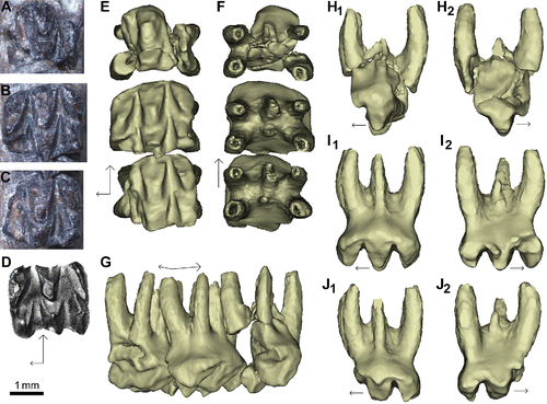 FIGURE 3. Stereognathus ooliticus, BGS GSM113834, holotype, postcanines only. Digitally reconstructed from microCT scans and segmented from the jaw. A, occlusal view of anterior-most postcanine; B, occlusal view of middle postcanine; C, occlusal view of posterior-most postcanine; D, original drawing by Owen (Citation1857); E, occlusal view digital reconstruction; F, dorsal view digital reconstruction; G, anterolingual view digital reconstruction; H1, anterior view of anterior-most postcanine digital reconstruction; H2, posterior view of anterior-most postcanine digital reconstruction; I1, anterior view of middle postcanine digital reconstruction; I2, posterior view of middle postcanine digital reconstruction; J1, anterior view of posterior-most postcanine digital reconstruction; J2, posterior view of posterior-most postcanine digital reconstruction. Anterior direction indicated by longer black arrow, lingual by shorter arrow.