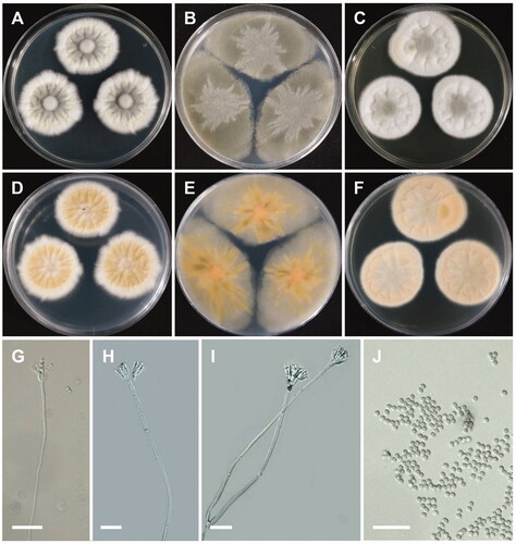 Figure 7. Morphology of Penicillium onobense. (A,D) Colonies on Czapek yeast autolysate agar (CYA); (B,E) Colonies on Blakeslee’s malt extract agar (MEA); (C,F) Colonies on yeast malt extract agar (YES). (A–C: obverse view, D–F: reverse view). (G–I) Conidiophores; (J) Conidia (scale bars: G–J = 20 μm).